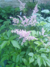 Astilbe Europa