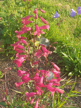 Penstemon Garnet