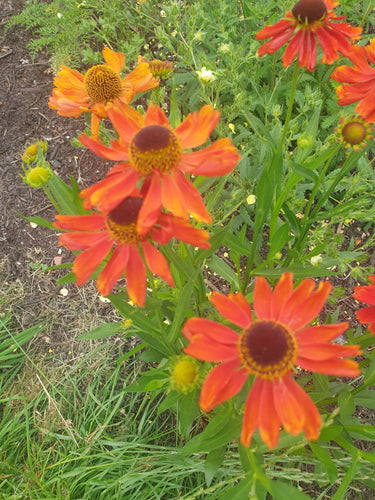 Helenium 'Moerheim Beauty' AGM