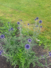 Echinops ritro 'Veitch's Blue'