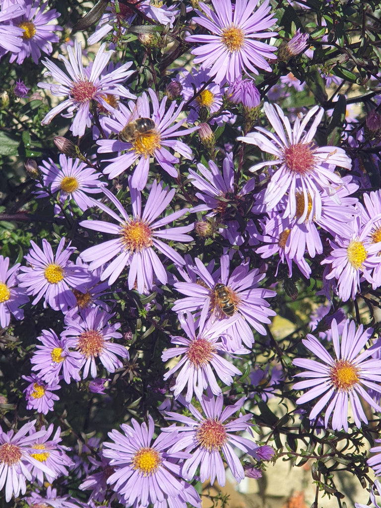 Aster Laevis Leaves