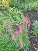 Veronica spicata 'Rotfuchs'