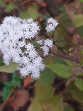 Eupatorium rugosum ‘Chocolate’