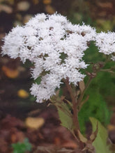 Eupatorium rugosum ‘Chocolate’