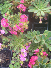 Lewisia cotyledon 'Sunset Strain'