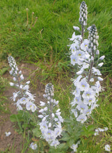 Veronica gentinoides 