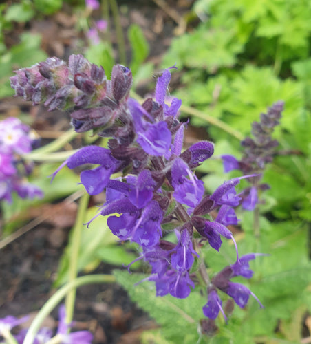 Salvia x sylvestris 'Viola Klose'