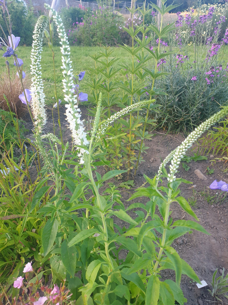 Veronica Schneereisin – Plants Shoots and Leaves