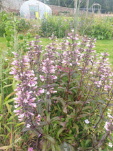 Penstemon Dark Towers