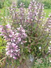 Penstemon Dark Towers