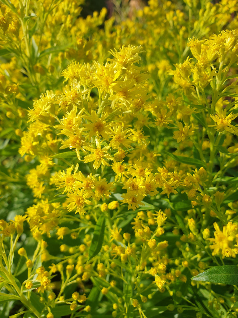 Solidago ledsham – Plants Shoots and Leaves