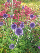 Echinops ritro 'Veitch's Blue'