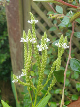 Verbena hastata 'White Spires'