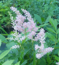 Astilbe Europa