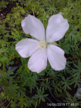 Geranium sanguineum 'Album'