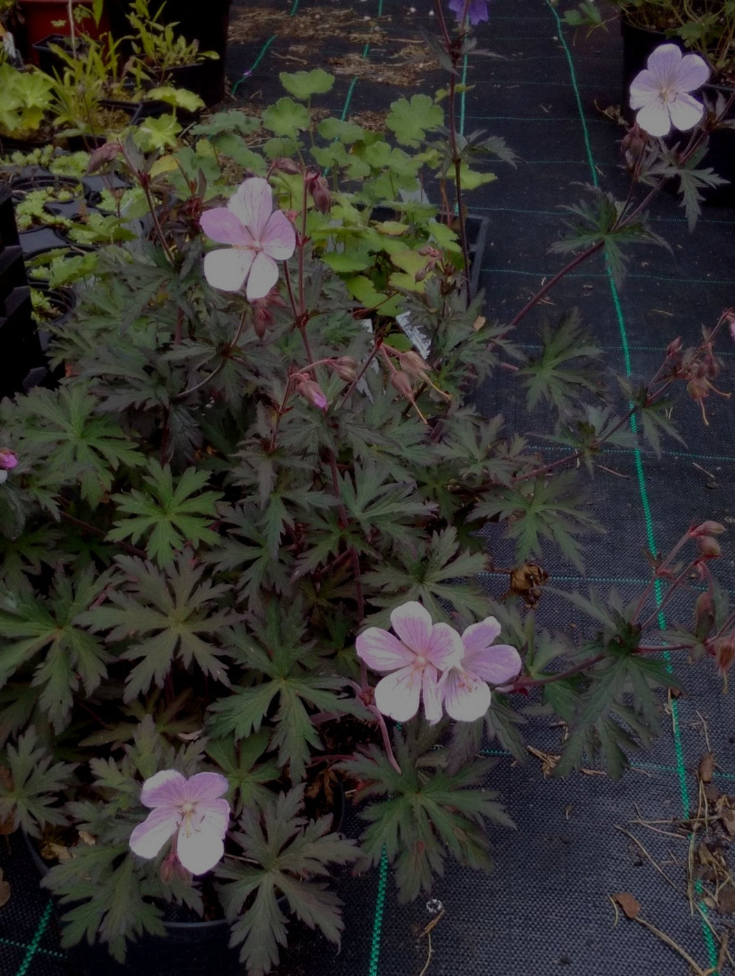 Geranium pratense 'Marshmallow'