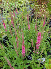 Veronica spicata 'Rotfuchs'