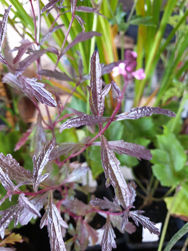 Verbena officionalis var. grandiflora 'Bampton'