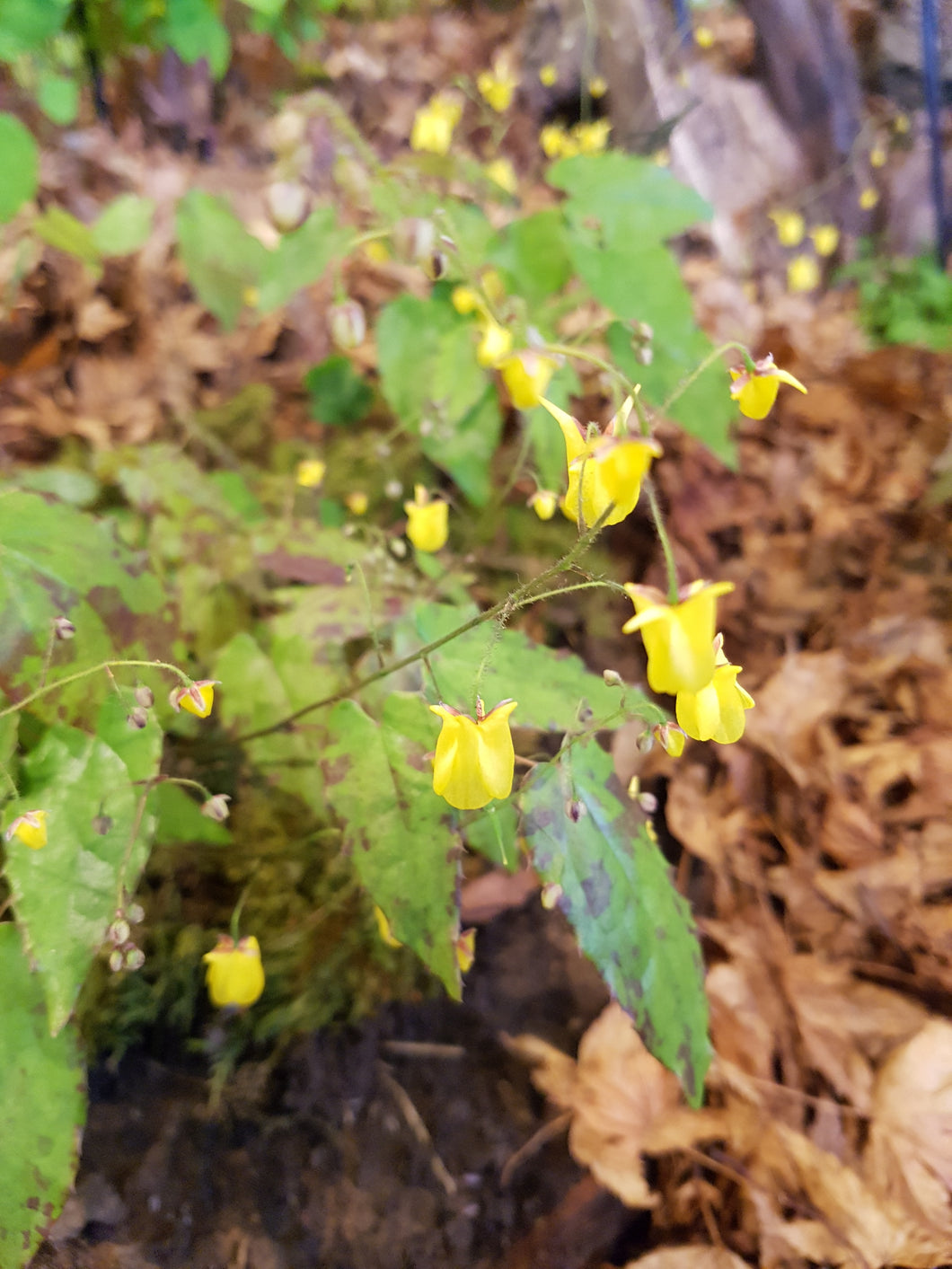 Epimedium 'Sunny and Share'