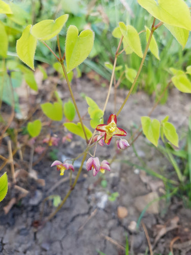 Epimedium Little Shrimp