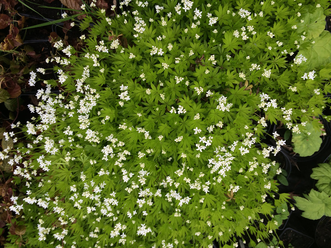 Galium oderatam