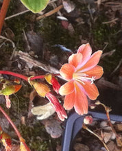 Lewisia cotyledon 'Sunset Strain'