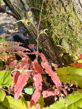 Epimedium Spine Tingler