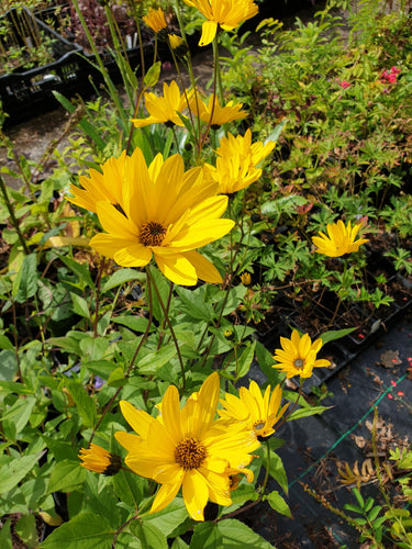 Helianthus laetiflorus