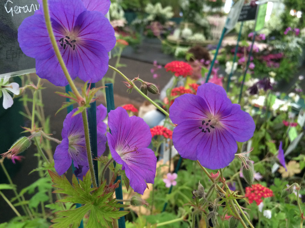 Geranium Orion