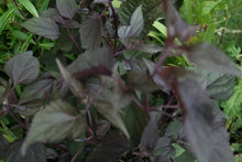 Eupatorium rugosum ‘Chocolate’