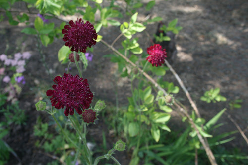 Knautia macedonica ‘Red Knight’ 