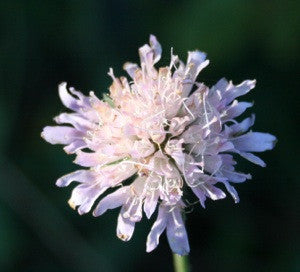 Knautia macedonica ‘Pastels’