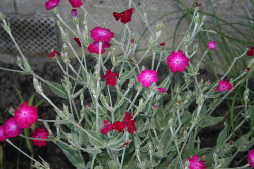 Lychnis coronaria