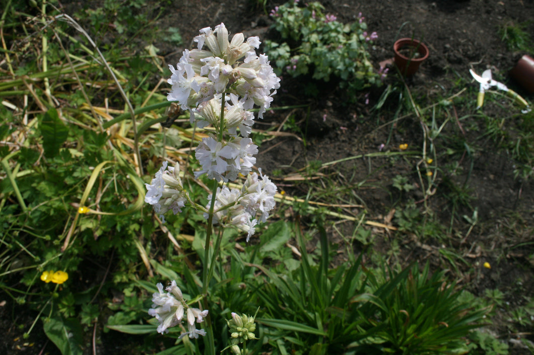 Lychnis viscaria Snowbird