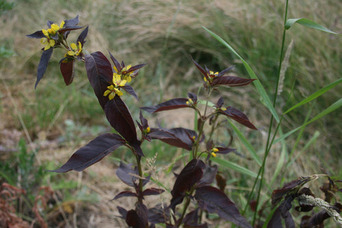 Lysimachia ciliata 'Fire Cracker' AGM