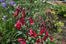 Penstemon Garnet