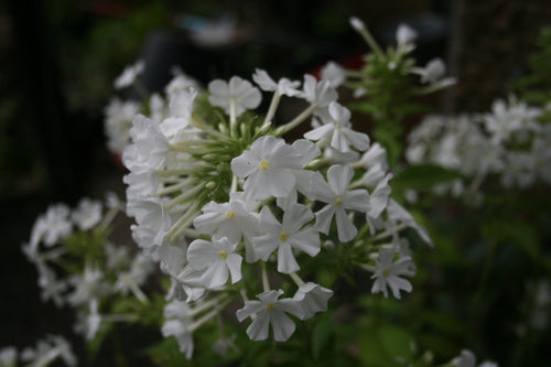 Phlox paniculata Fujiyami