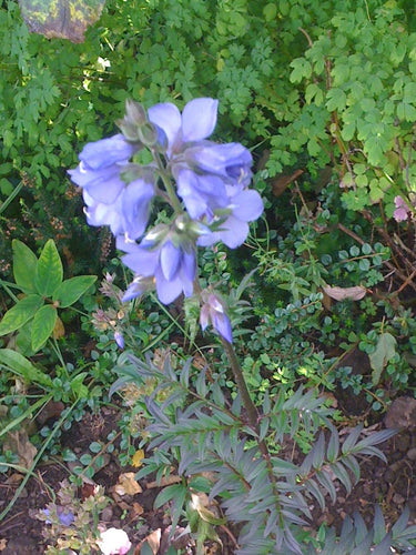 Polemonium yezoense Purple Rain Strain