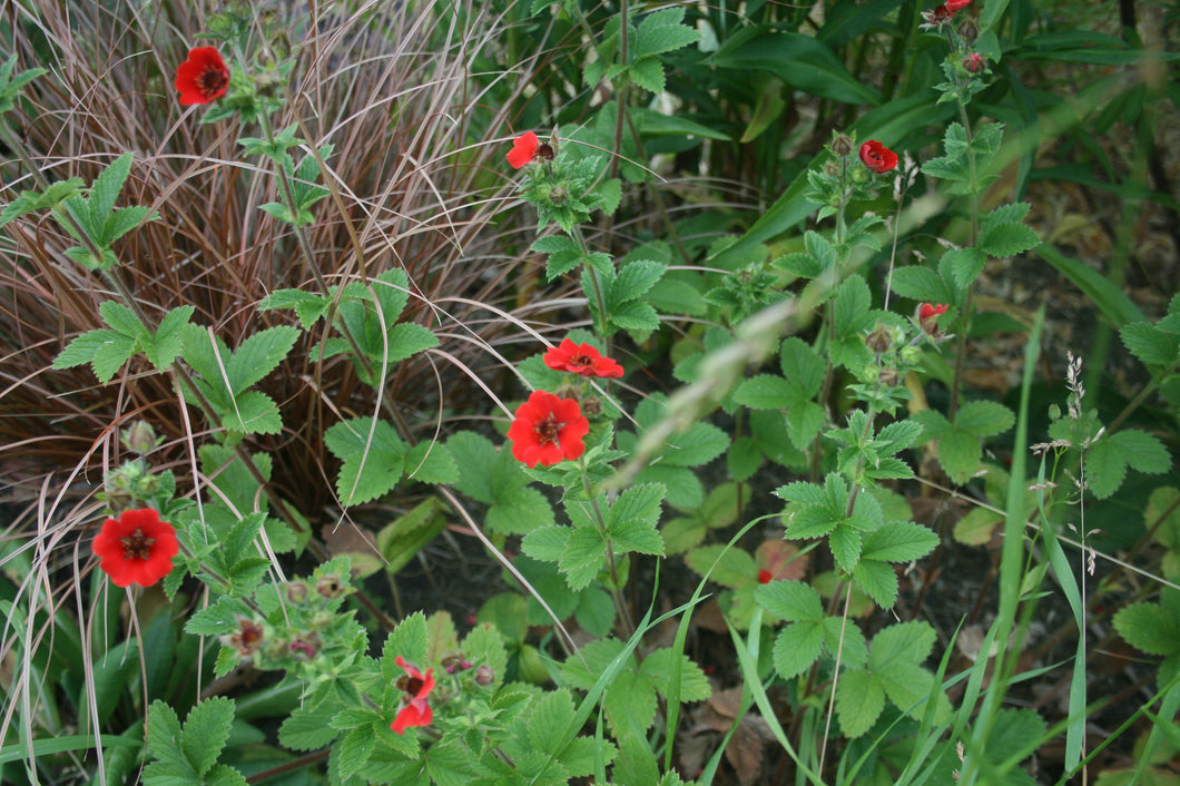 Potentilla Gibson’s Scarlet AGM