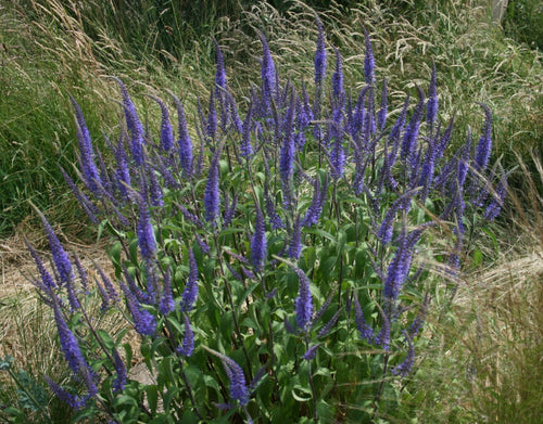 Veronica spicata Blue Spires