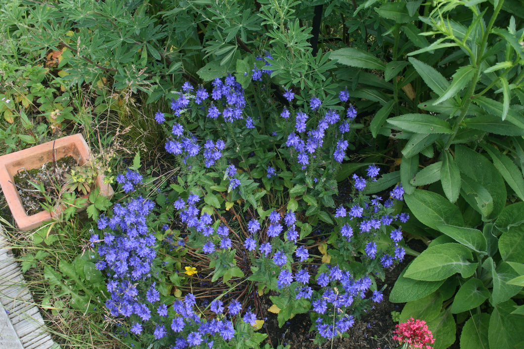 Veronica austriaca Crater Lake Blue